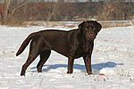 hundefotos labrador_retriever