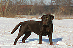 hundefotos labrador_retriever