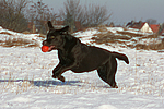 hundefotos labrador_retriever