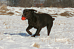hundefotos labrador_retriever