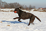 hundefotos labrador_retriever