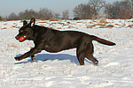 hundefotos labrador_retriever
