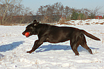 hundefotos labrador_retriever