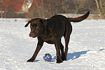 hundefotos labrador_retriever