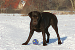 hundefotos labrador_retriever