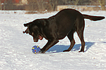 hundefotos labrador_retriever