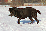 hundefotos labrador_retriever