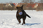hundefotos labrador_retriever