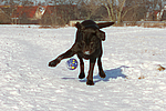 hundefotos labrador_retriever