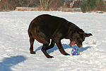 hundefotos labrador_retriever