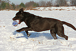 hundefotos labrador_retriever