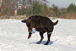 hundefotos labrador_retriever