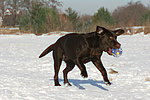 hundefotos labrador_retriever