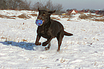 hundefotos labrador_retriever