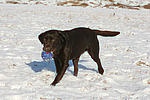 hundefotos labrador_retriever