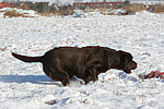 hundefotos labrador_retriever