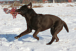 hundefotos labrador_retriever