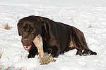 hundefotos labrador_retriever