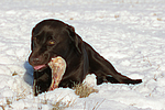 hundefotos labrador_retriever