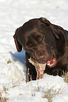 hundefotos labrador_retriever