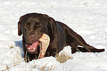 hundefotos labrador_retriever
