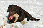 hundefotos labrador_retriever