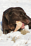 hundefotos labrador_retriever