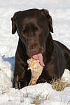 hundefotos labrador_retriever