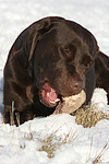 hundefotos labrador_retriever