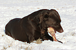 hundefotos labrador_retriever