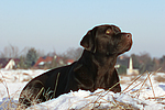hundefotos labrador_retriever