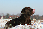 hundefotos labrador_retriever