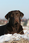 hundefotos labrador_retriever