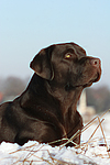 hundefotos labrador_retriever