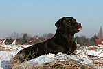 hundefotos labrador_retriever