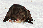hundefotos labrador_retriever