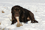 hundefotos labrador_retriever