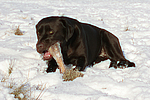 hundefotos labrador_retriever