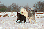 hundefotos labrador_retriever