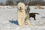 hundefotos bobtail
