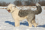hundefotos bobtail