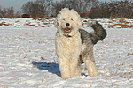 hundefotos bobtail