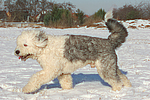 hundefotos bobtail