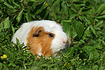 kleintierfotos meerschwein_-_crested