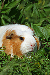 kleintierfotos meerschwein_-_crested