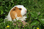 kleintierfotos meerschwein_-_crested