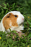 kleintierfotos meerschwein_-_crested
