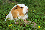 kleintierfotos meerschwein_-_crested