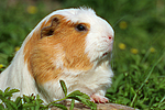 kleintierfotos meerschwein_-_crested