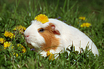 kleintierfotos meerschwein_-_crested